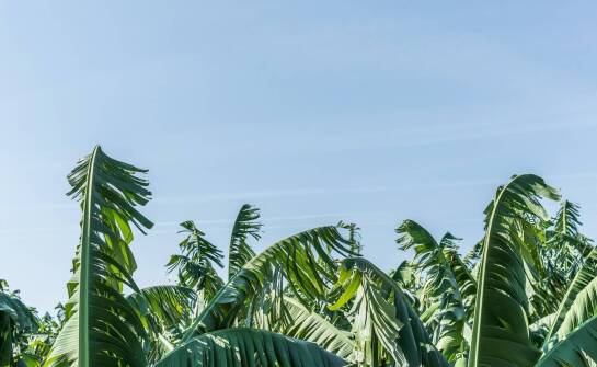 Najlepsze strategie zapobiegania obecności kosów na plantacjach borówki