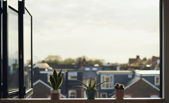 Jak sansevieria aubrytiana jade może wzbogacić estetykę Twojego domu?