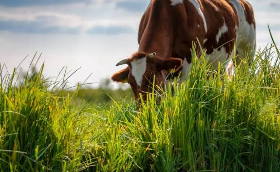 Hoveler Reformin Plus 25 kg – czy jest odpowiedni dla młodych koni?