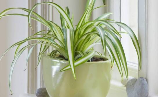 Sansevieria Beauty Queen – jak dbać o jej zdrowy wzrost i piękny wygląd?