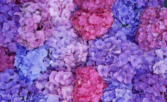 Hortensja hydrangea – jak zapewnić jej optymalne warunki wzrostu?