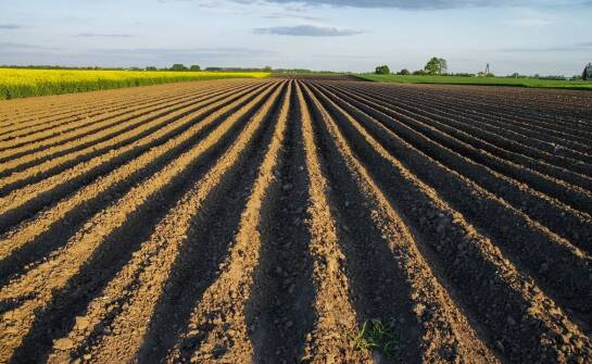 Nawóz kurzy granulowany – klucz do zdrowych i obfitych zbiorów