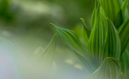 Jak wybrać odmianę Sansewierii i dbać o roślinę, by zawsze była zdrowa i pełna uroku?