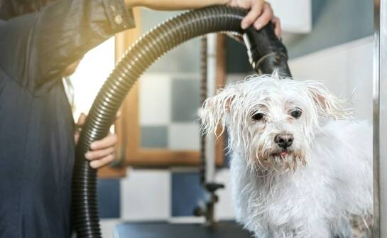 Groomer Poznań: jakie są najczęstsze pytania właścicieli zwierząt dotyczące pielęgnacji?