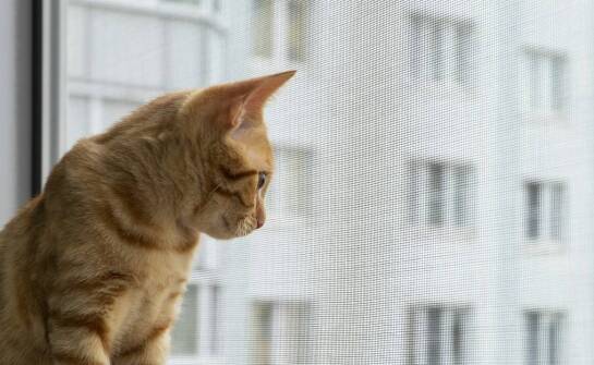 Jak siatka na balkon dla kota może chronić przed niechcianymi wizytami ptaków?