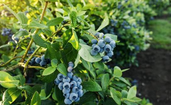 Jak monitorować efektywność nawożenia w plantacji borówki amerykańskiej?