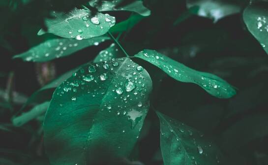 Rola filtrów siatkowych w skutecznym oczyszczaniu wody deszczowej