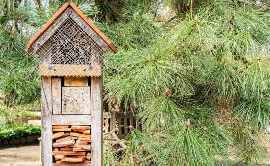 Jakie pułapki na lisy najlepiej sprawdzają się w miejscach publicznych?