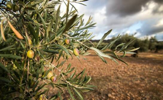 Drzewo oliwne w ogrodzie – jak stworzyć śródziemnomorską atmosferę?