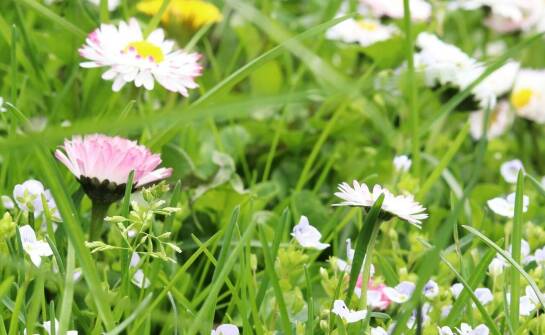 Nasiona bylin a ich wymagania glebowe – co warto wiedzieć przed siewem?