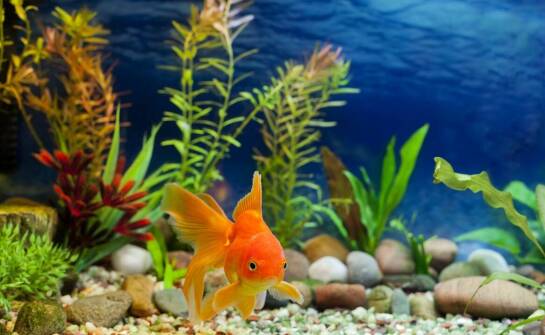 Jakie elementy konstrukcyjne do akwariów oferuje hurtownia terrarystyczna?