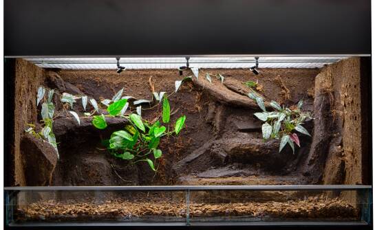 Jakie są koszty utrzymania oświetlenia w dużym terrarium?