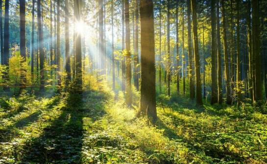 W jaki sposób monitoring przyrodniczy wpływa na strategie ochrony lasów?