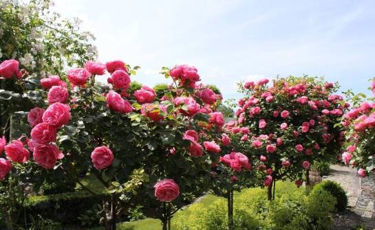 Róże na pniu: sekrety długowieczności i obfitego kwitnienia