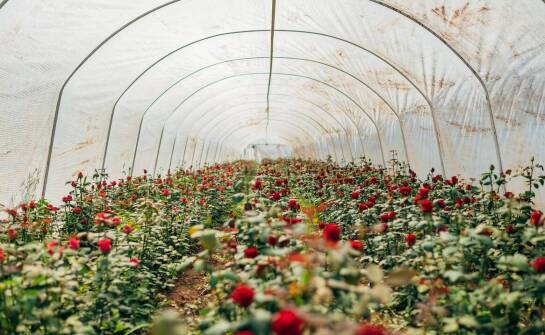 Efektywność upraw dzięki tunelom foliowym od polskiego producenta