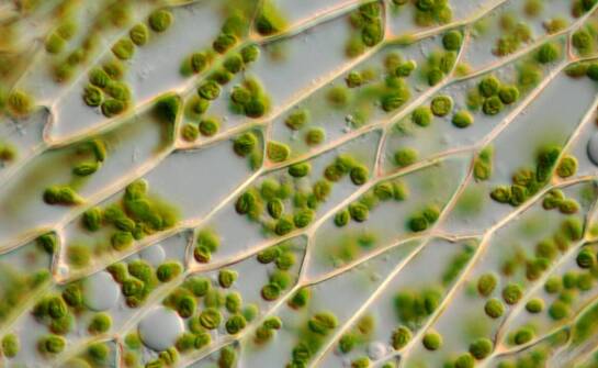 Biostymulatory warzyw – wsparcie w ochronie przed szkodnikami