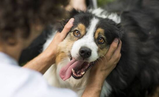 Rola dogoterapii w domu seniora w Katowicach – jak pomaga mieszkańcom?