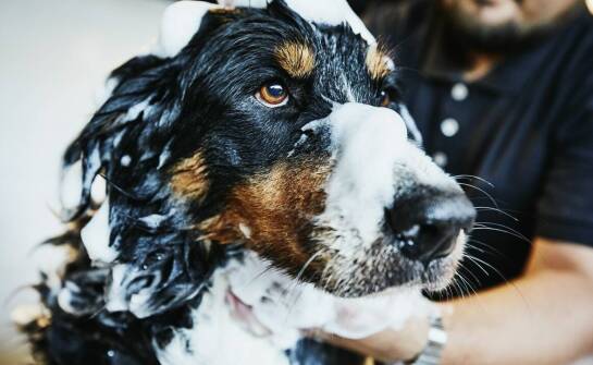 Jakie atrakcje czekają na psy w hotelu z terenami zielonymi i wybiegami?