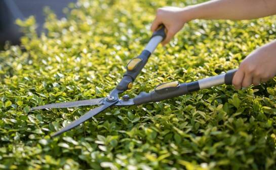 Przegląd najnowszych modeli nożyc do żywopłotu