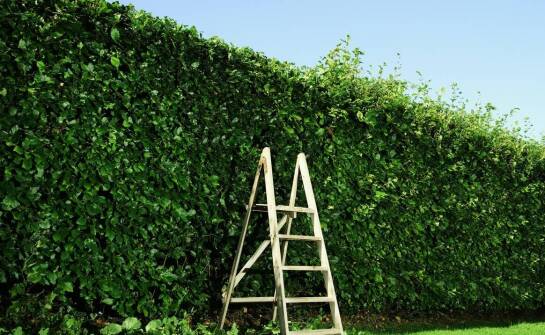 Drabina jednostronna w ogrodnictwie – jakie korzyści niesie za sobą?