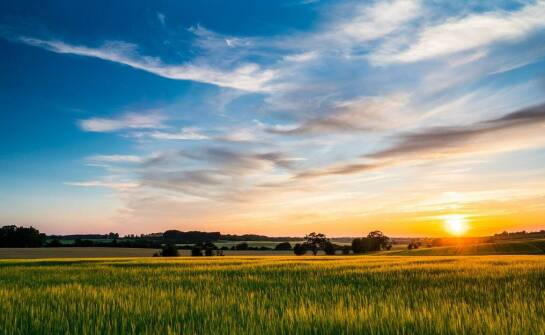 Jak producent saintpaulii radzi sobie z wyzwaniami sezonowej dostępności?
