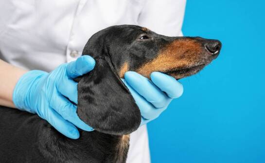 Jak warszawski gabinet weterynaryjny wspiera zdrowie skóry i sierści pupila?