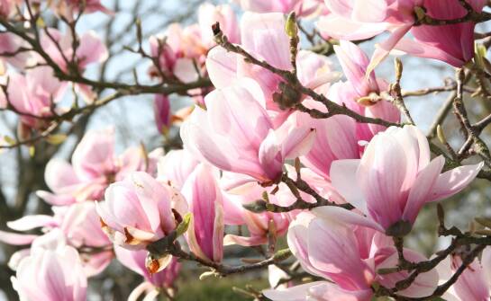 Wymagania glebowe dla magnolii drzewa – co warto wiedzieć?