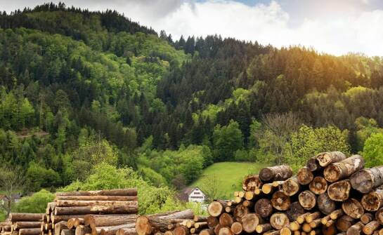 Zalety korzystania z drewna kominkowego pochodzącego z Polski