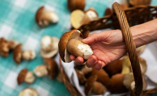 Różnorodność gatunków grzybów suszonych 1 kg – co znajdziesz w naszej ofercie?