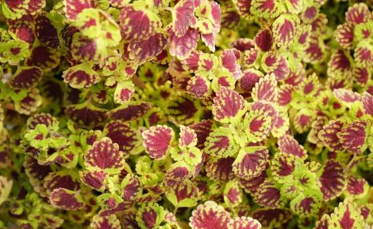 Jak przygotować podłoże idealne dla Burle Marx Variegata?