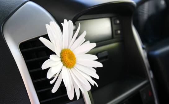Ranking der Poppy-Lkw-Düfte – von klassisch bis exotisch