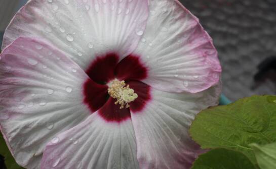 Jak pielęgnować krzewy hibiskusa, aby cieszyły oko przez cały sezon?