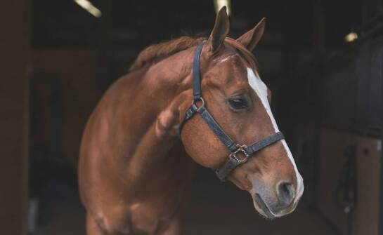 Dlaczego warto inwestować w wysokiej jakości sprzęt do pielęgnacji koni?