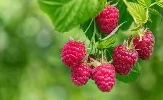 Prasa do malin a zrównoważony rozwój w przemyśle spożywczym