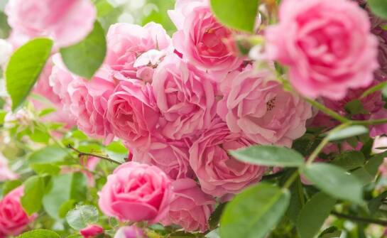 Optymalne stanowisko dla hortensji różowej – jak zapewnić jej najlepsze warunki wzrostu?