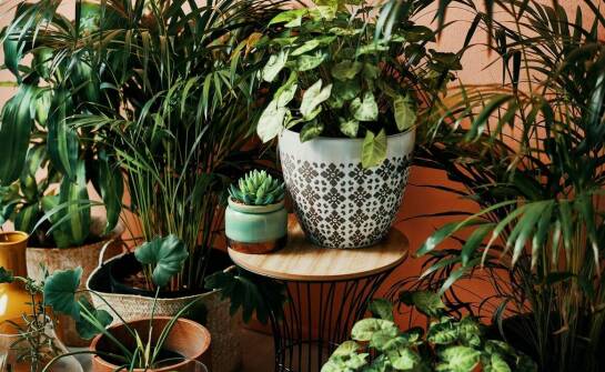 Dlaczego filodendron monstera zyskuje na popularności wśród miłośników roślin?