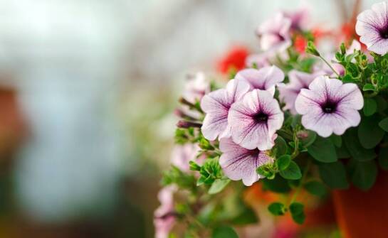Dlaczego warto łączyć ipomeę z pelargonią w aranżacjach balkonowych?