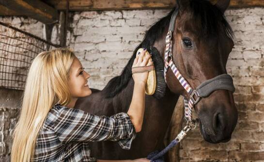 Wpływ jakości szczotek do sierści na efektywność pielęgnacji koni