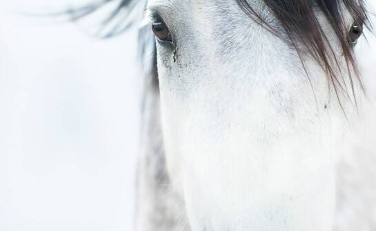 Różnorodność modeli kantara Xfull – jak dopasować do potrzeb konia?