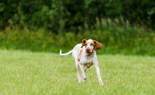 Jakie są kluczowe elementy sukcesu hodowli wyżłów włoskich krótkowłosych?