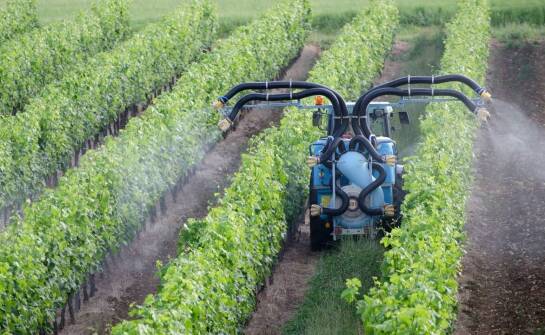 Najlepsze praktyki nawożenia borówek azotem: co warto stosować?