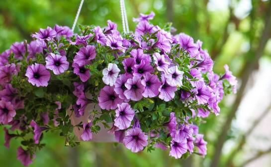 Zastosowanie bodziszka cuchnącego w medycynie naturalnej: korzyści i możliwe skutki uboczne