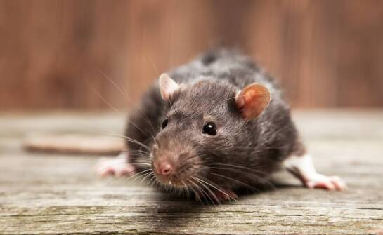 Tępienie gryzoni a przepisy prawne – co warto wiedzieć?