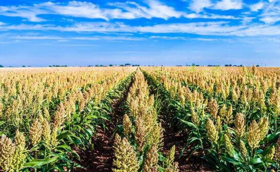 Jak mieszanka zbożowa jara przyczynia się do ekologicznej uprawy zbóż?