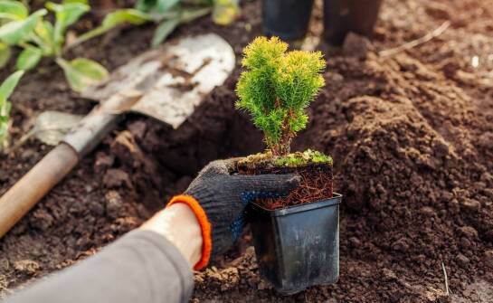 Wpływ kwalifikowanych nasion na odporność roślin na choroby