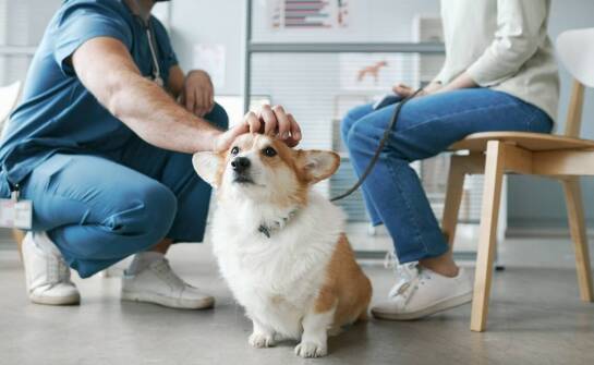 Najlepsze mokre karmy dla psów z wrażliwym żołądkiem