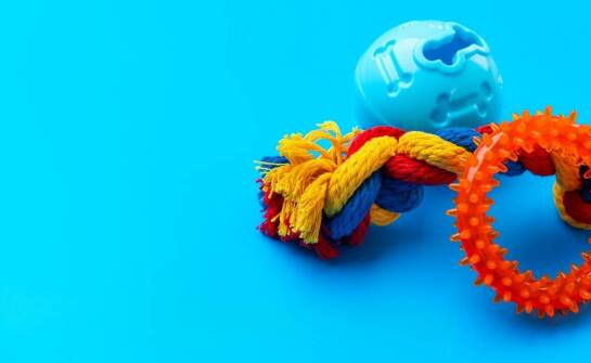 Jak przygotowywane są szczenięta owczarka niemieckiego do nowego domu?