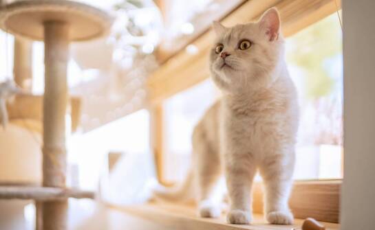 Jak socjalizowane są kocięta w hodowli kotów British Shorthair?