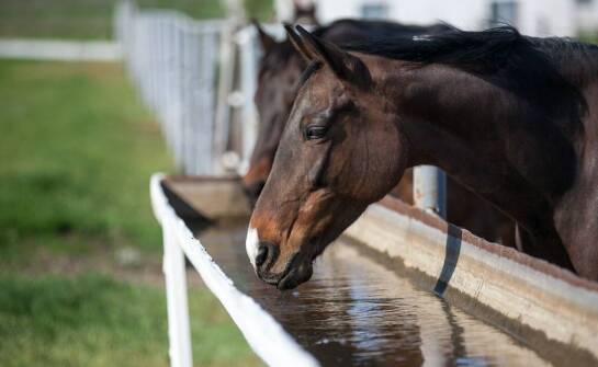 Dawkowanie meszu – jak dostosować porcje do potrzeb konia?