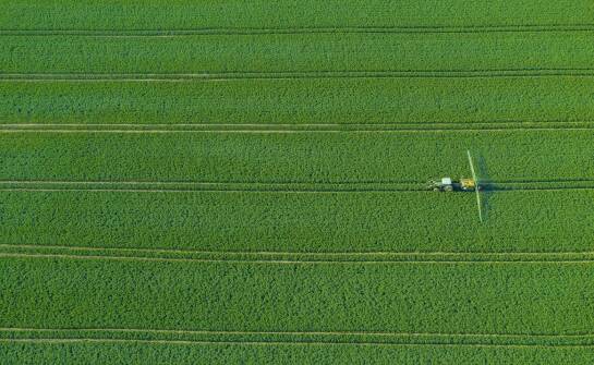 Sansevieria cylindrica – jak nawozić, aby pobudzić kwitnienie?